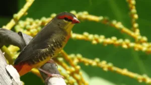 Gold Breast Waxbill Finch bird's