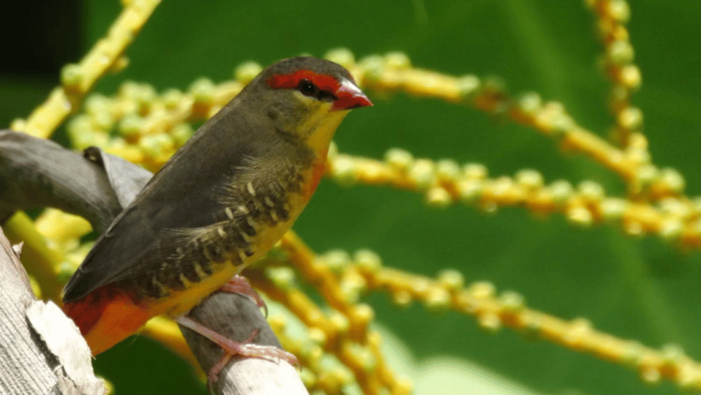 Gold Breast Waxbill Finch bird's