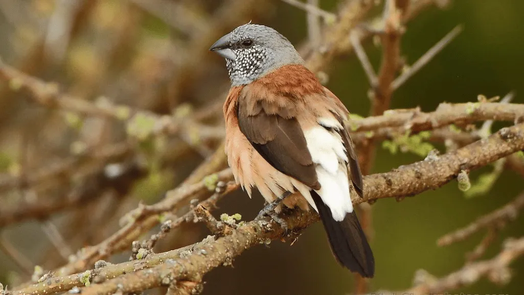 Finch conservation status