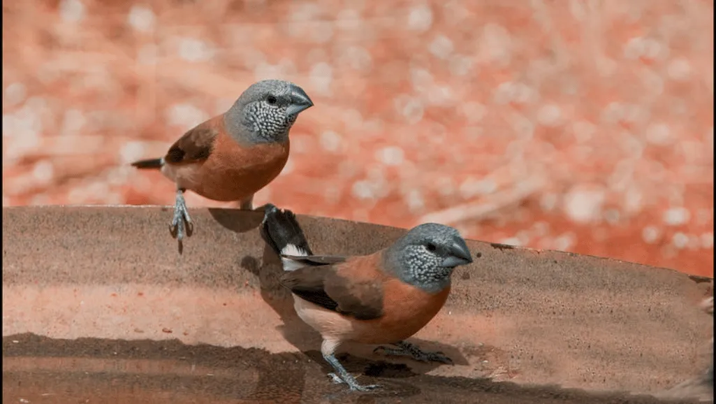 Grey Headed Silverbill
Finch Breeding Habits