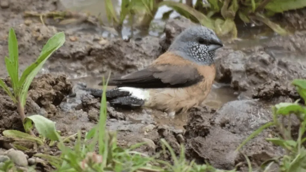 Finch conservation status