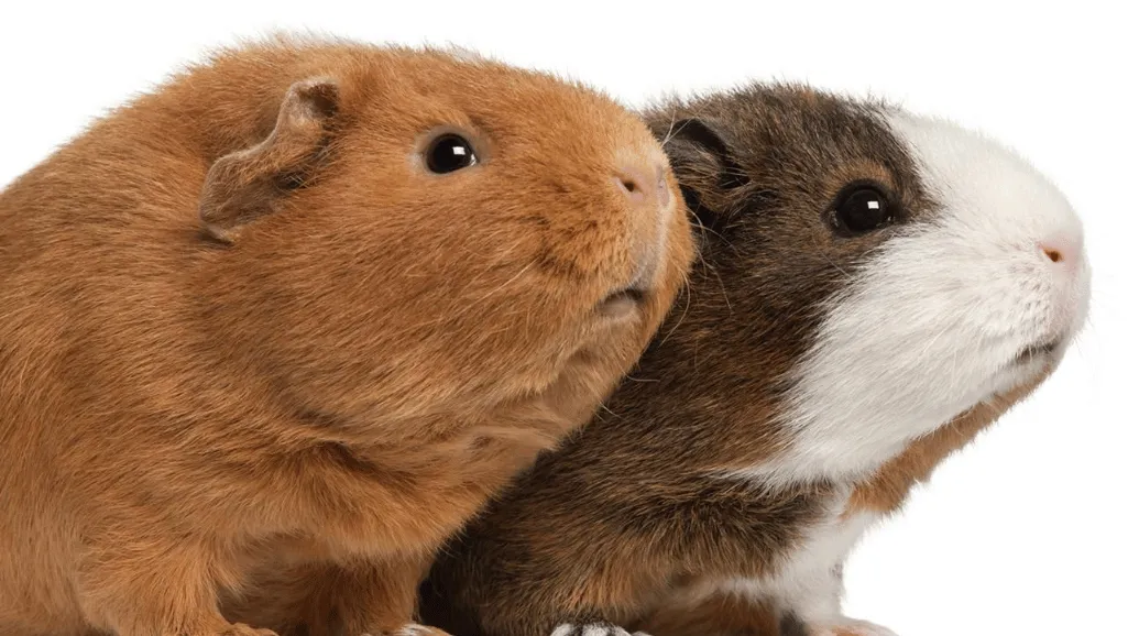 Grooming and Dental Care for White Crested Guinea Pigs