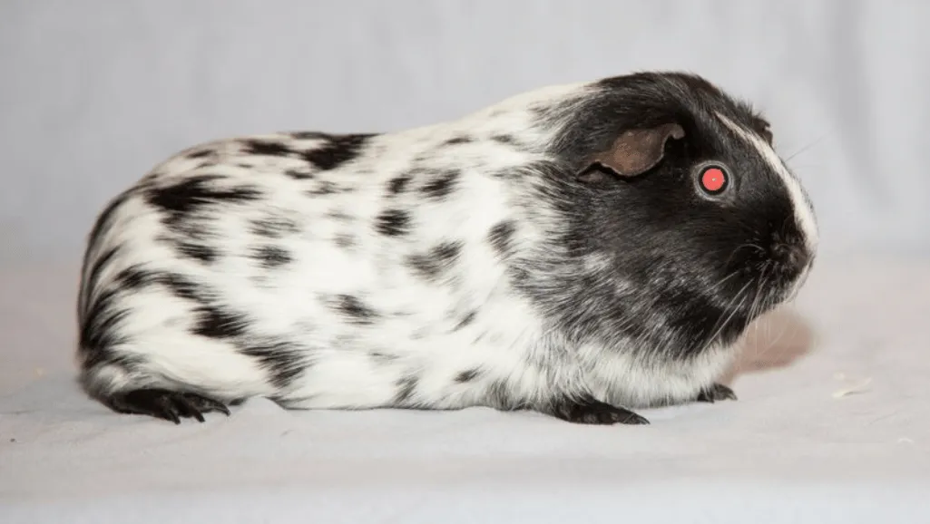 Guinea Pig Breeds