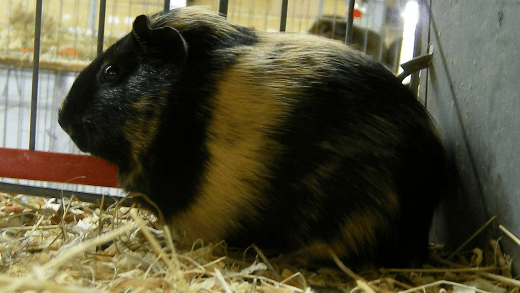 Harlequin Guinea Pigs