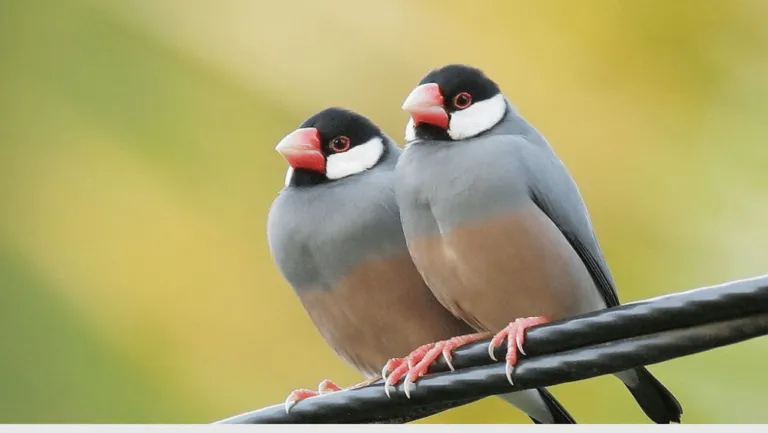 Java Sparrow