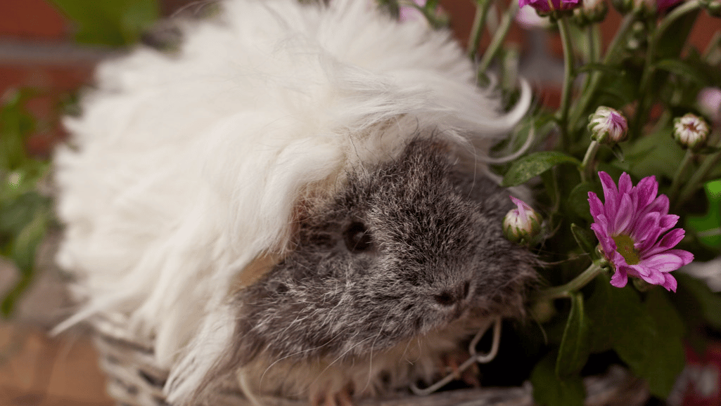 Lunkarya Guinea Pigs