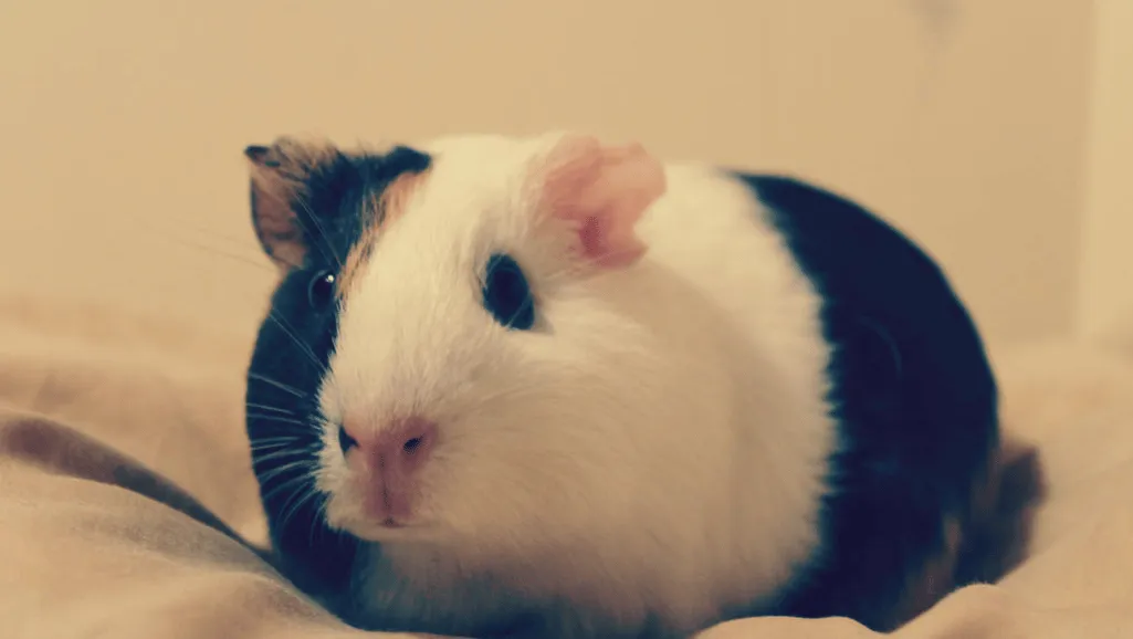 Magpie Guinea Pigs