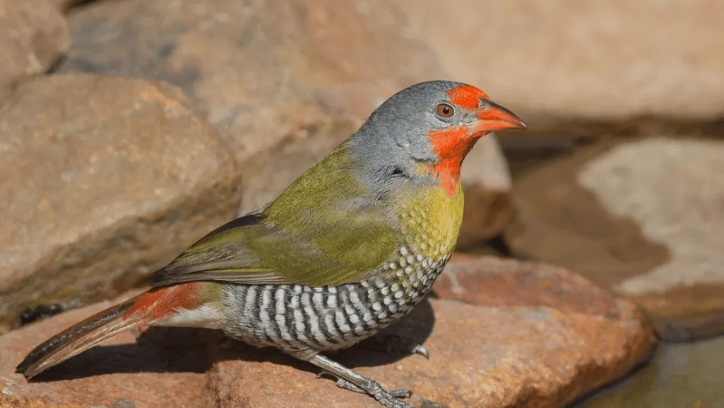 Melba Finch in nature's opera