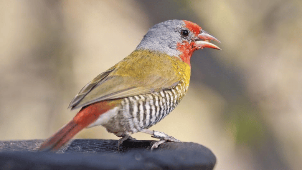 Finch ornithology image demonstrating the beauty of Melba Finches in their natural habitat