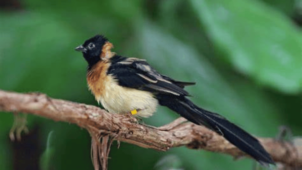 Finch migration patterns