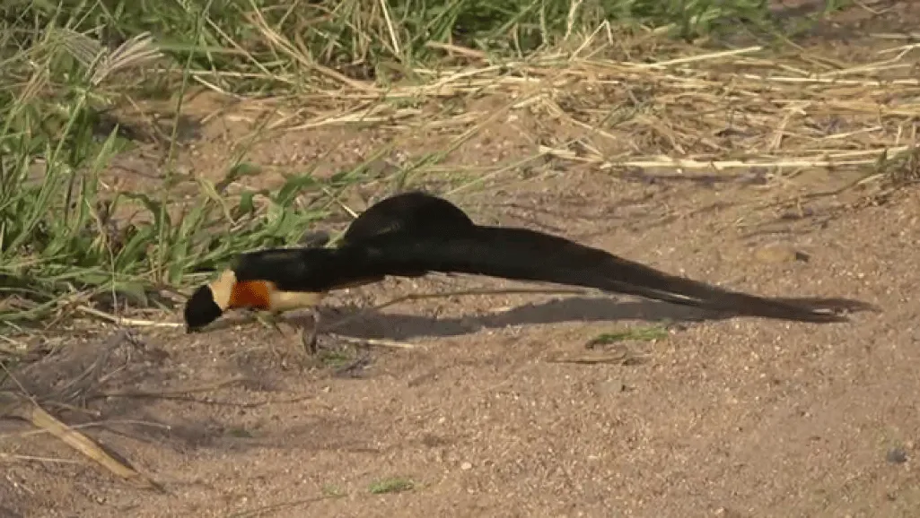 Paradise Whydah