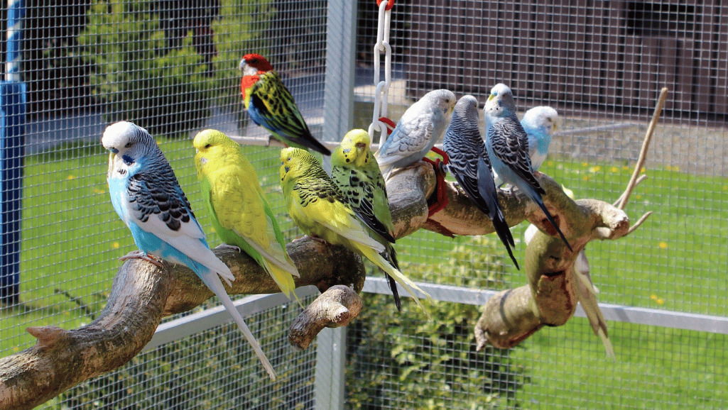 Parakeet Feed Mixes
