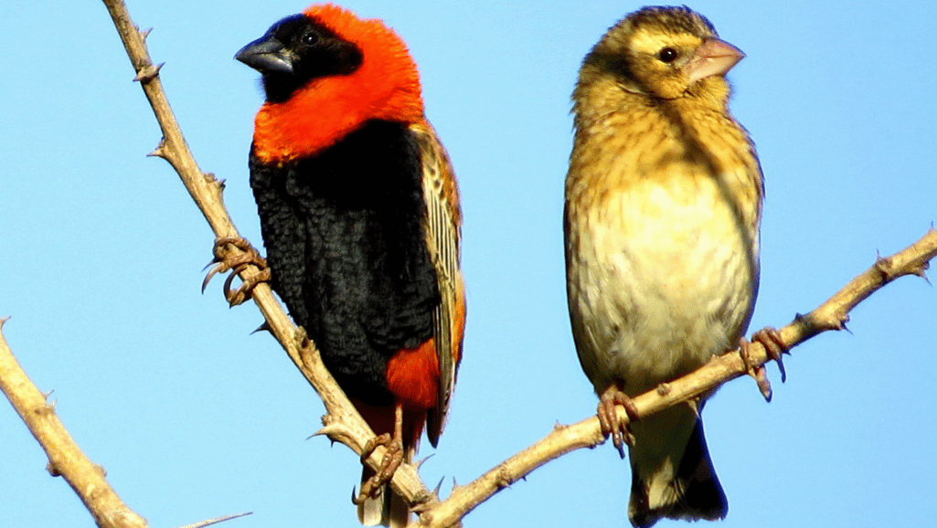 Red Bishop Weaver bird