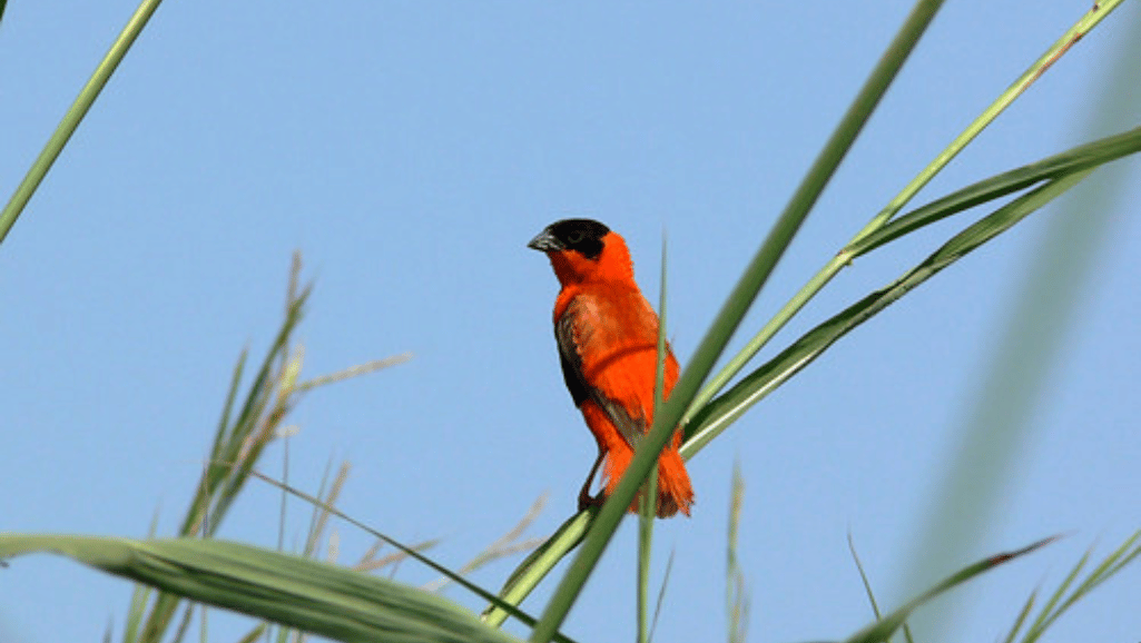 Red Bishop Weaver Plumage