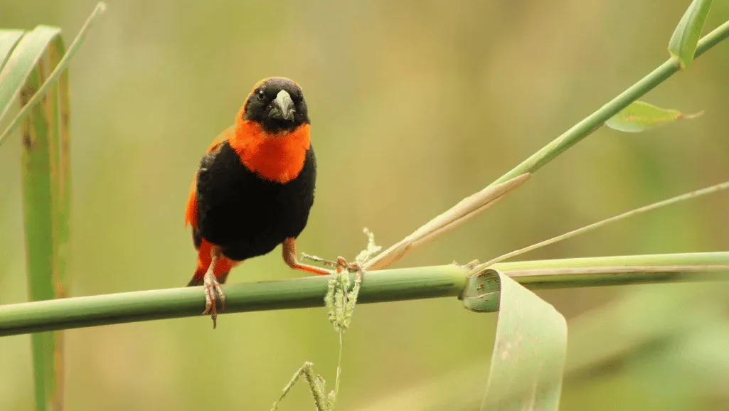 Red Bishop Weaver Finch bird's