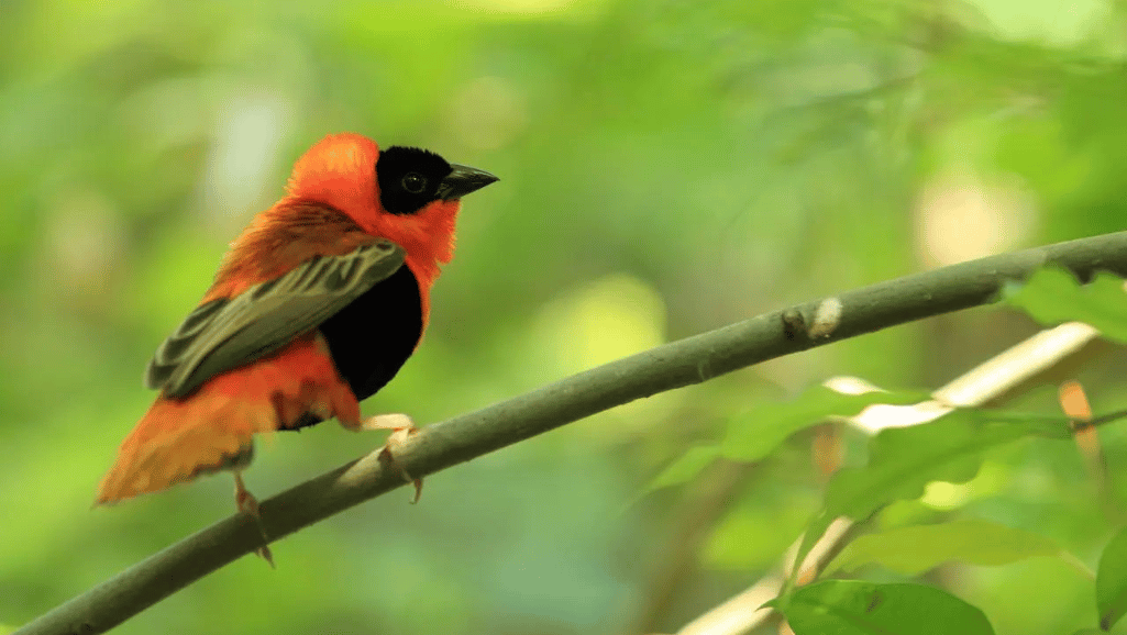 Red Bishop Weaver