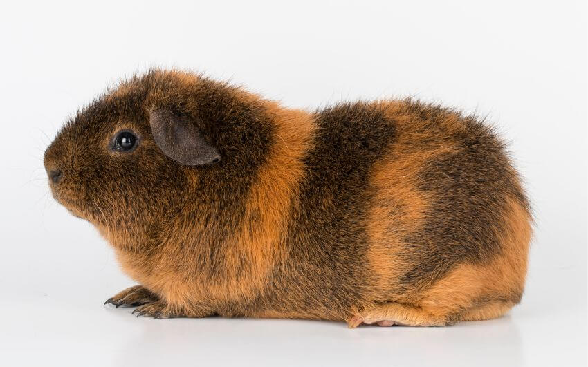 Rex Guinea Pig