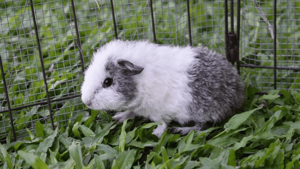 Rex Guinea Pigs Exercise