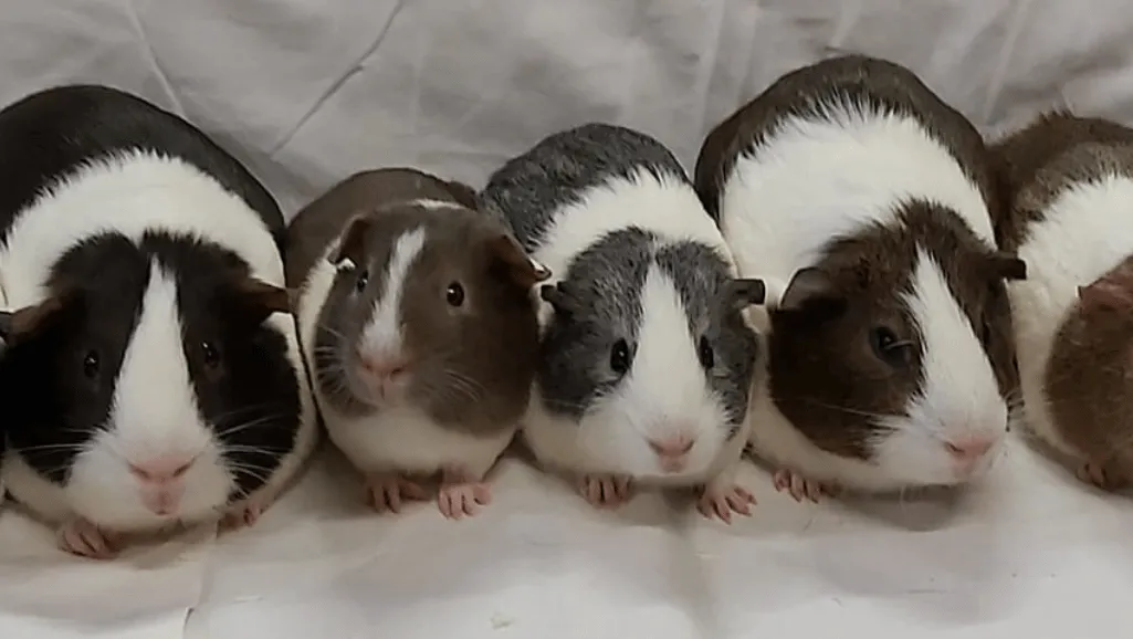 Peruvian Long Hair Guinea Pig