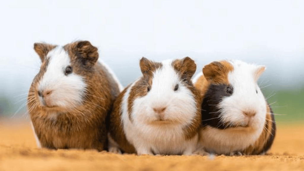 Guinea Pig Colors and Markings