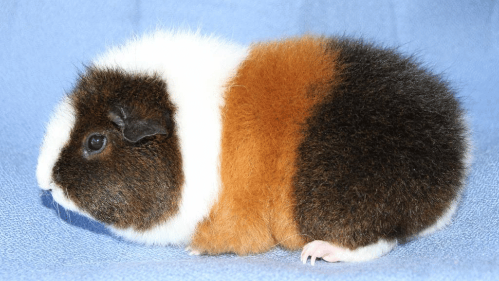 Rex Guinea Pigs