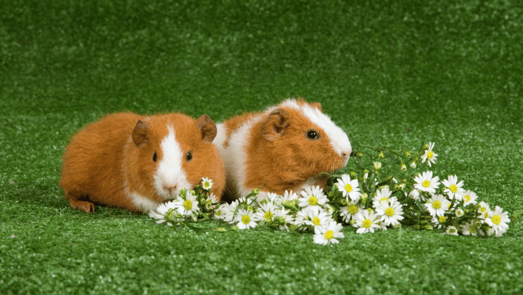 Rex and Teddy Guinea Pigs