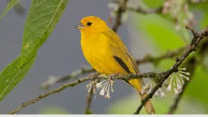 Saffron Finch