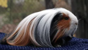 Sheltie Guinea Pig