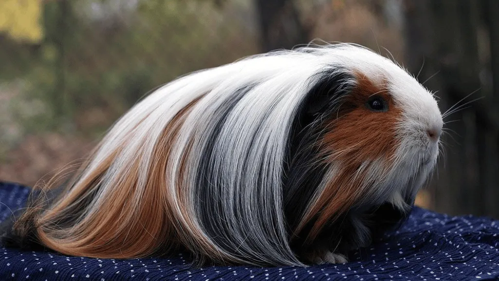 Sheltie Guinea Pig