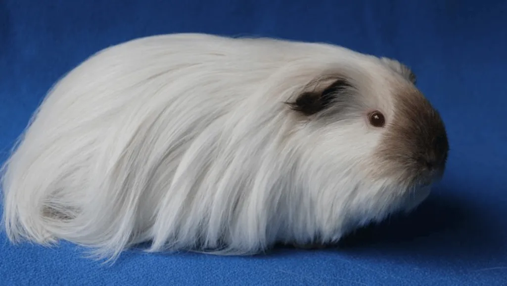 Fur Care for Sheltie Guinea Pigs Sheltie Guinea Pig