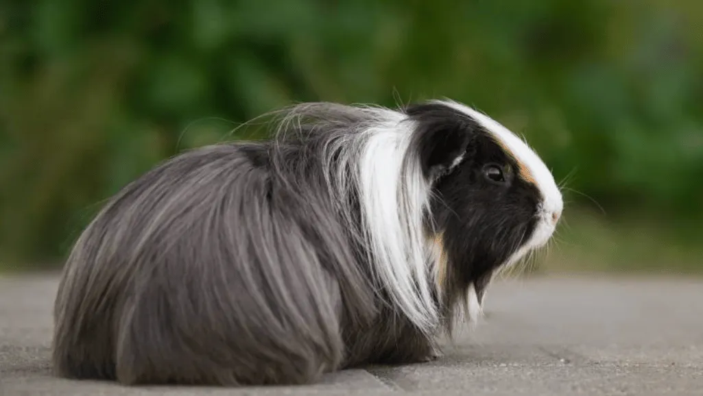 Sheltie Guinea Pigs Sheltie Guinea Pig