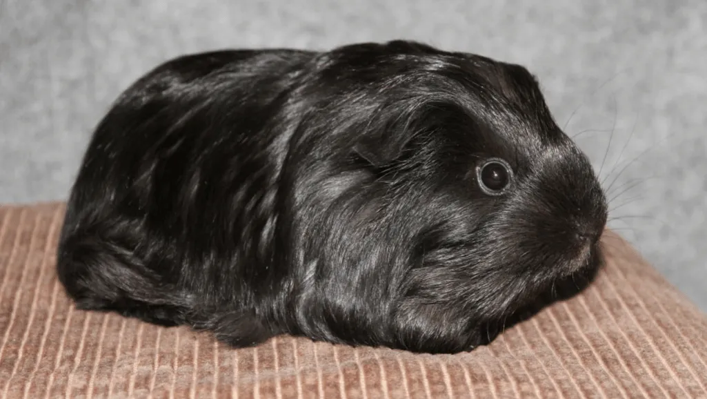 Sheltie Guinea Pigs Sheltie Guinea Pig