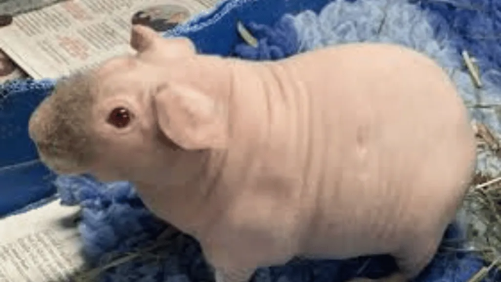Skinny Guinea Pigs