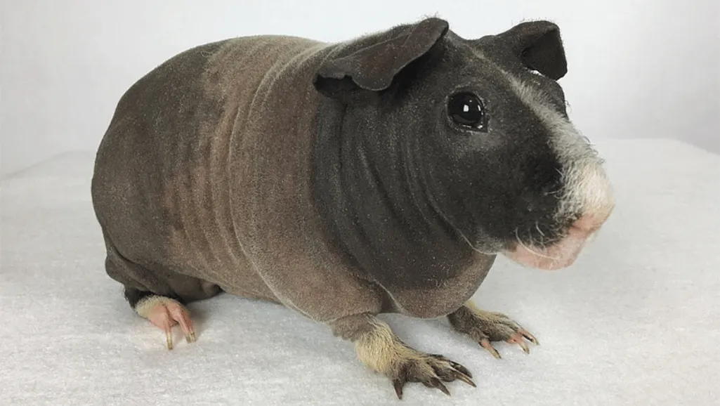Skinny Pig