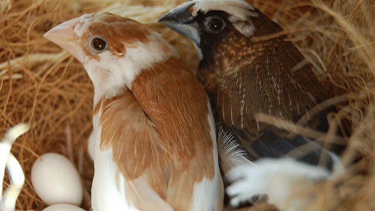 society finches