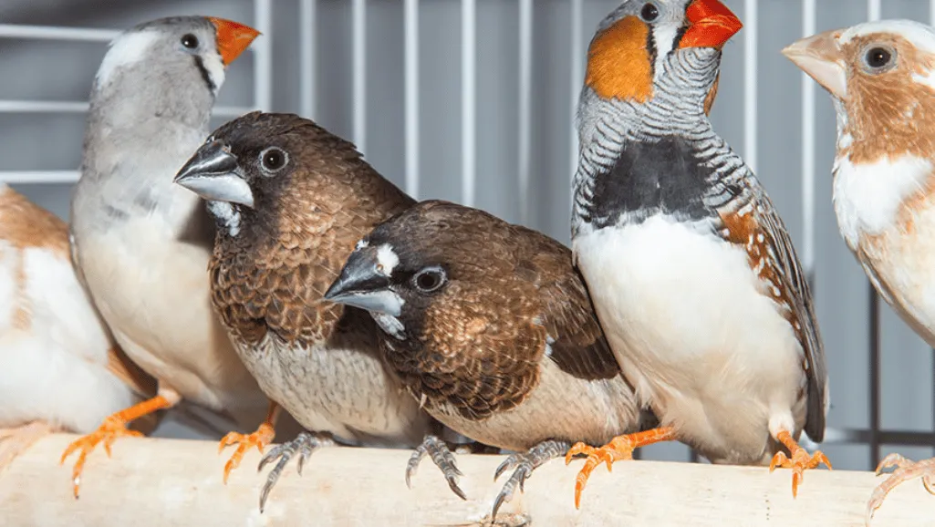 Society finch housing Society or Bengalese Finch