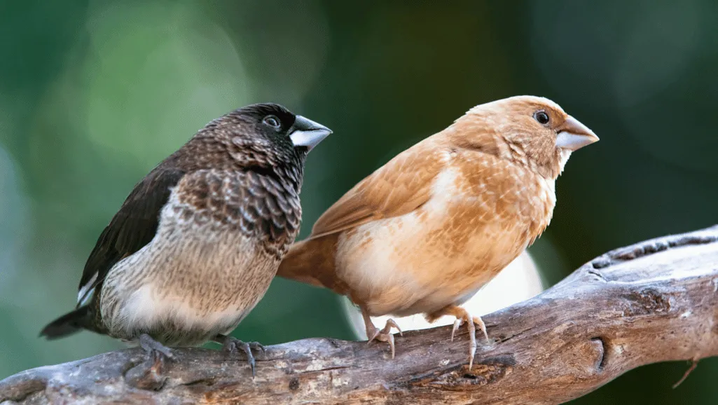 Society finch health Society finch health