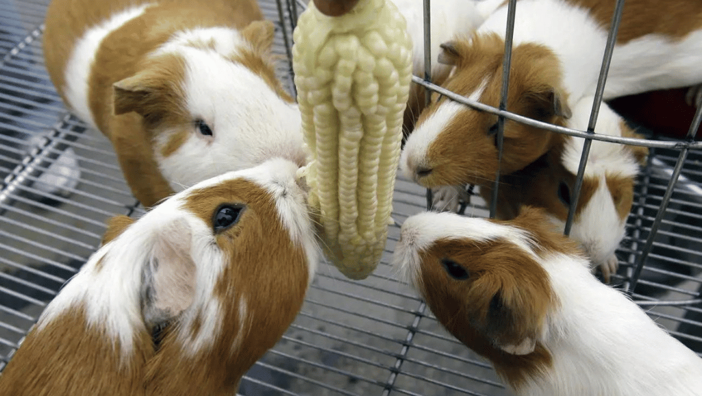 Swiss Guinea Pigs