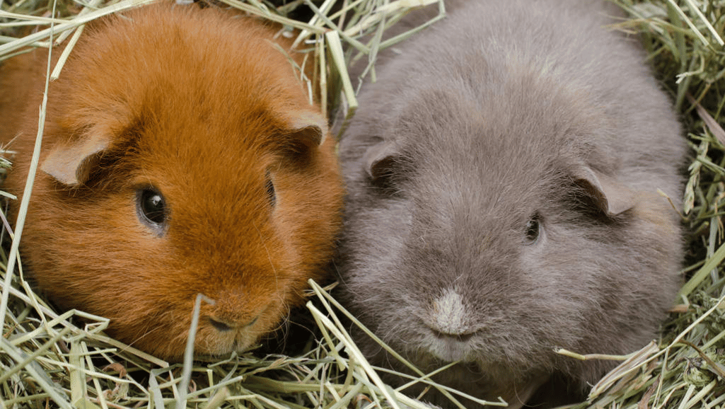 Teddy Guinea Pig