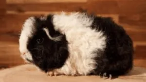 Texel Guinea Pig