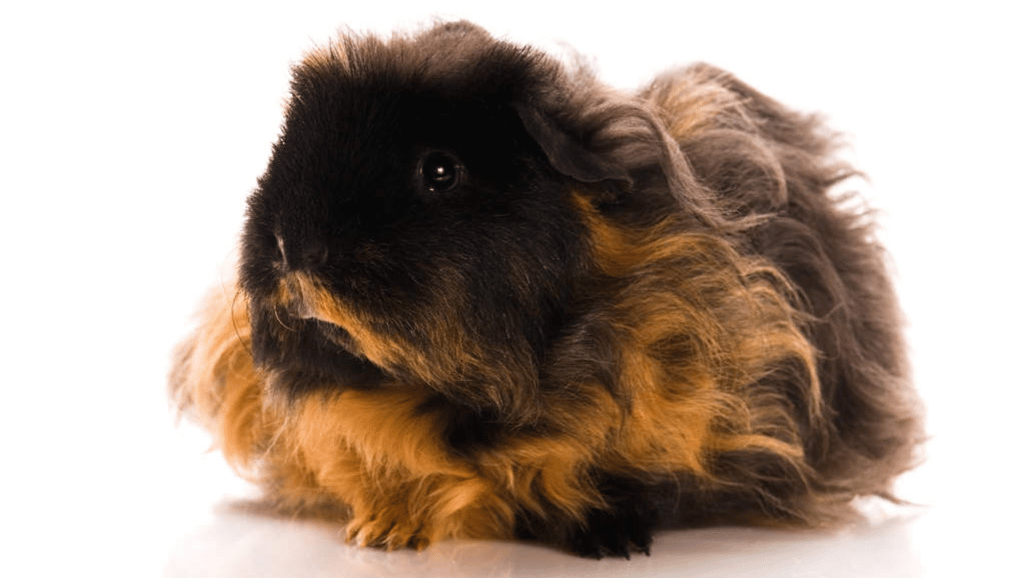 Texel Guinea Pig