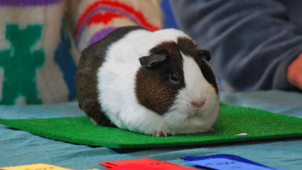 The Dutch Guinea Pig