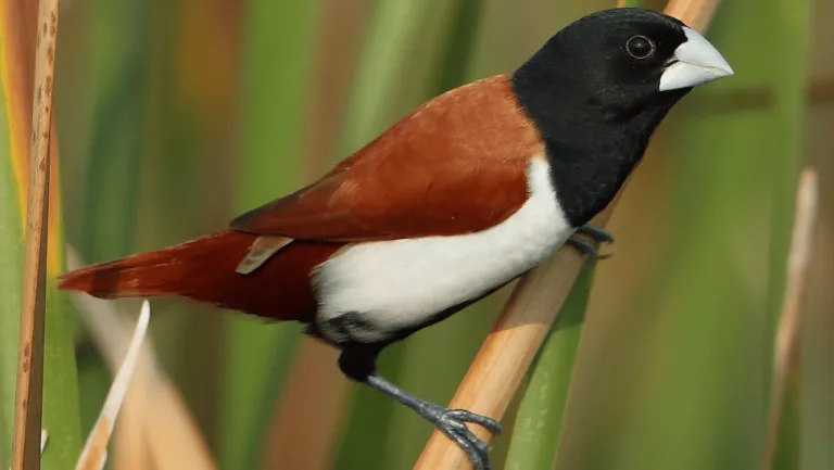 Tri-colored Munia Finch