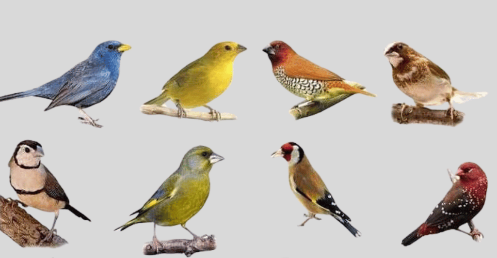 Types of finch birds