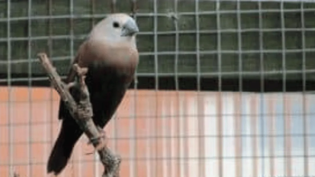 Finch species habitat