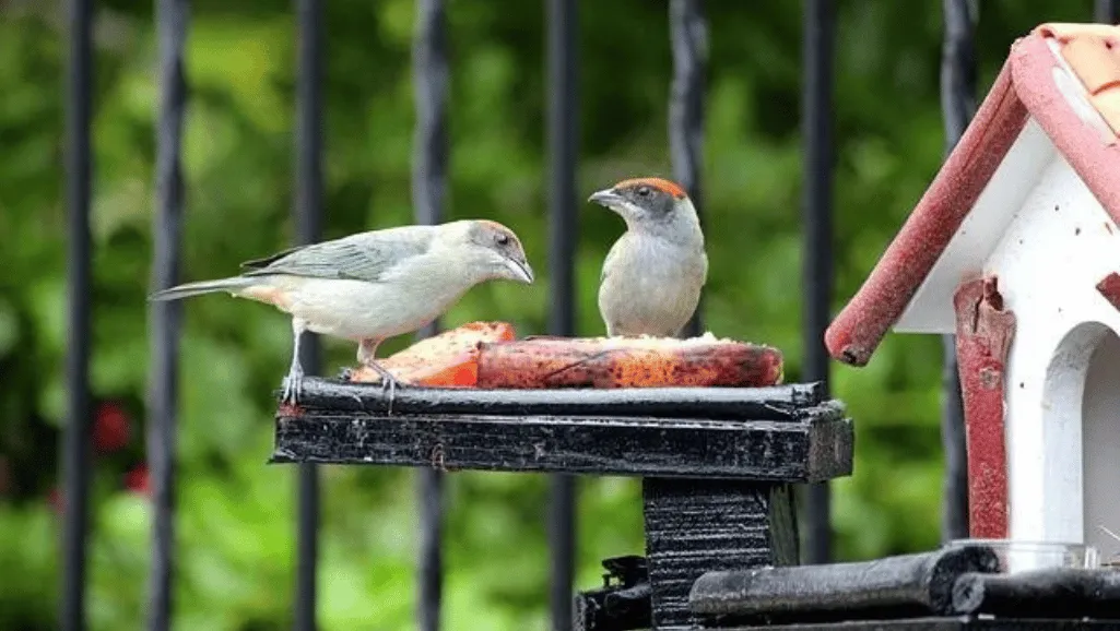 Finch species habitat