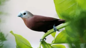 White Head Mannikin flinch