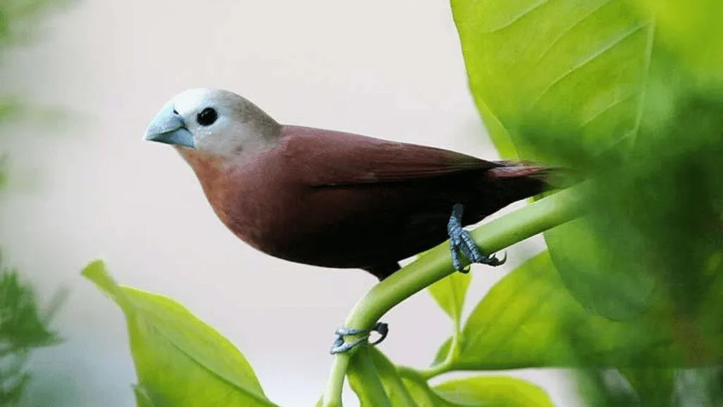 White Head Mannikin flinch