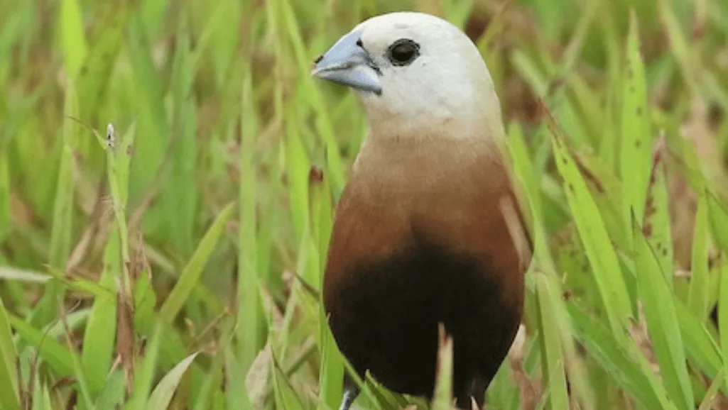Finch migration patterns