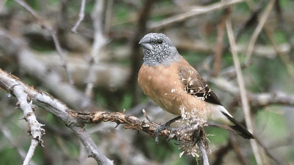 Grey Headed Silverbill